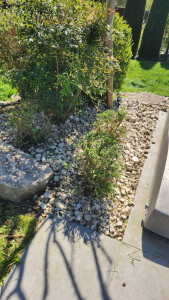 Photo de galerie - Désherbage 