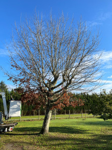 Photo de galerie - Elagage et coupe d'arbres