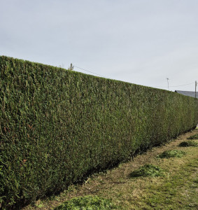 Photo de galerie - Taille de haies et d'arbustes