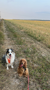 Photo de galerie - Garde de chien 