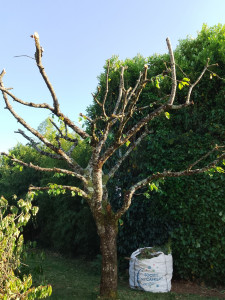 Photo de galerie - Taille d'un cerisier 