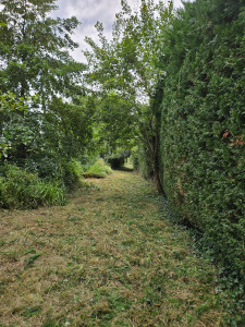 Photo de galerie - Taille de haie Cyprès 