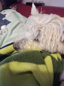 Photo de galerie - Garde chien