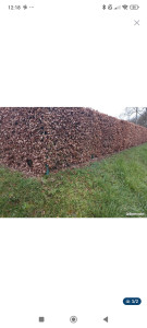 Photo de galerie - Taille de haie débroussaillage et tonte 
