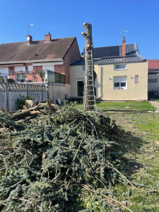 Photo de galerie - Abattage d'un arbre