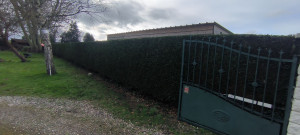 Photo de galerie - Taille de haies et d'arbustes