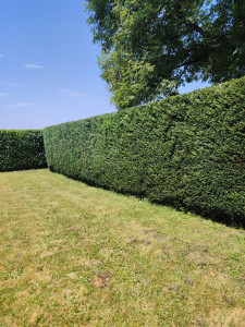 Photo de galerie - Après taille de haie