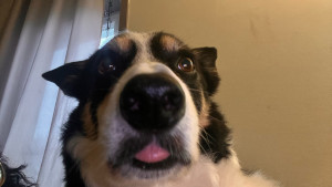 Photo de galerie - Garde régulière de Blue