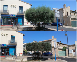 Photo de galerie - Taille d'un olivier 