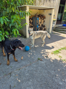 Photo de galerie - Deux superbes chiens 