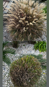 Photo de galerie - Jardin