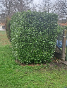 Photo de galerie - Taille de haie