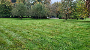 Photo de galerie - Tonte de pelouse - Débroussaillage