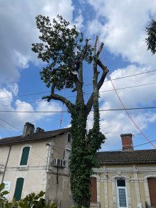 Photo de galerie - Elagage et coupe d'arbres