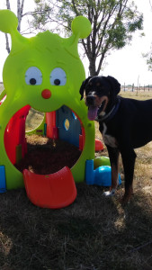 Photo de galerie - Garde chien