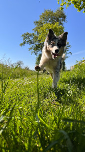 Photo de galerie - Garde chien (le mien sur la photo)