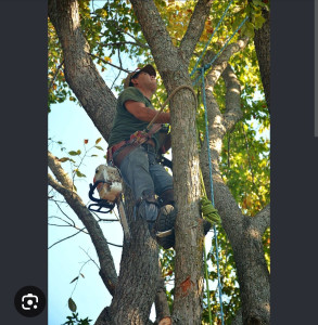 Photo de galerie - Bonjour, je propose mes services pour l’élagage et la coupe d’arbres ainsi que le nettoyage des branches cassées après la tempête. ?
Je me déplace dans un rayon de 35 minutes autour de chez moi
