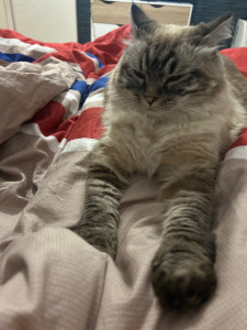 Photo de galerie - Notre chat est bien chez nous, et elle est prête à jouer avec d’autres copains copines 