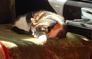 Photo de galerie - Garde de chat