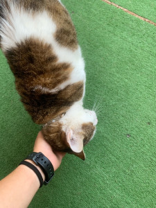 Photo de galerie - Shiva en demande de câlins 