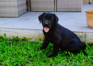 Photo de galerie - Labrador 