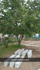 Photo de galerie - Coupe d'arbre