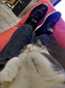 Photo de galerie - Elle est pas belle la vie de chat?