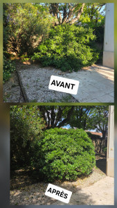Photo de galerie - Réalisation taille buie 