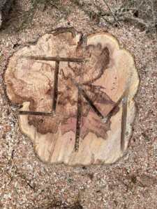 Photo de galerie - Entretien de votre terrasse, élagage, taille et tonte 
Mon conjoint et moi sommes à votre service 