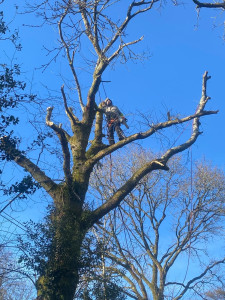 Photo de galerie - Mise en sécurité de câbles électriques interférant dans un arbre