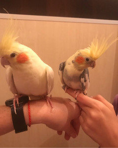 Photo de galerie - Garde animaux