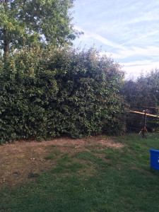 Photo de galerie - Taille de haie 