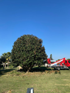 Photo de galerie - Taille d’un magnolia