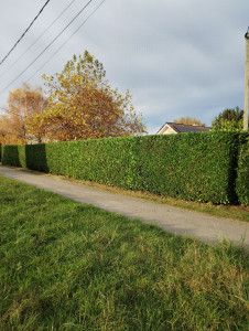 Photo de galerie - Haie taillée 