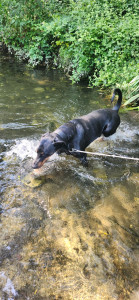 Photo de galerie - Crunch le doberman au grand cœur ❤️ 
