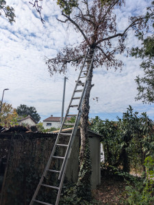 Photo de galerie - Abattage d'un arbre type chaîne à proximité d'abris de jardin intervention réussi sans aucun dommage.