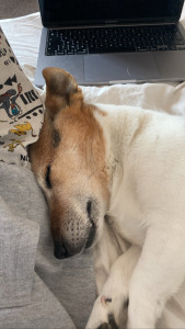 Photo de galerie - Fidji, jack russel, que j'ai gardé pendant 3 ans