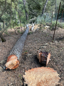 Photo de galerie - Abattage d'arbre dangereux 