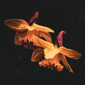 Photo de galerie - Vous avez dit jonquilles ?