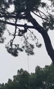 Photo de galerie - Elagage et coupe d'arbres