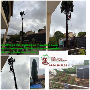 Photo de galerie - Abattage cypres de Provence, avec environnement difficile. 