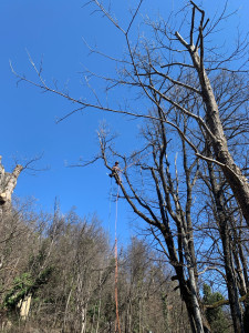 Photo de galerie - Démontage d’un chêne 