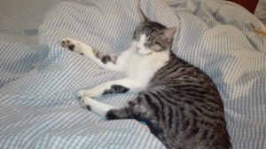 Photo de galerie - Adorable chat dont je me suis occupée pendant une semaine. Câlins et jeux garantis.