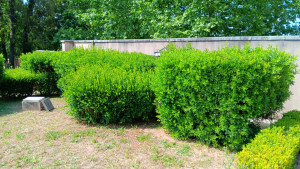 Photo de galerie - Taille