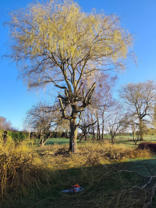 Photo de galerie - Elagage et coupe d'arbres