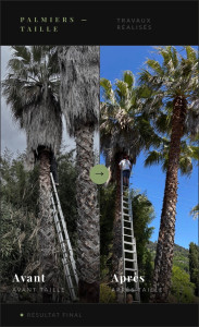 Photo de galerie - Elagage et coupe d'arbres