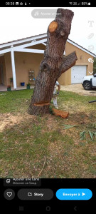 Photo de galerie - Abattage arbre dangereux près des maison