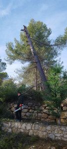 Photo de galerie - Abattage d'arbres 