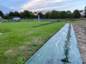 Photo de galerie - Création gazon et plantation arbustes haie