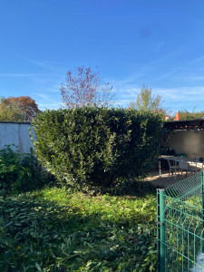 Photo de galerie - Taille d’un laurier à une hauteur de 2m (hauteur de base 4m)